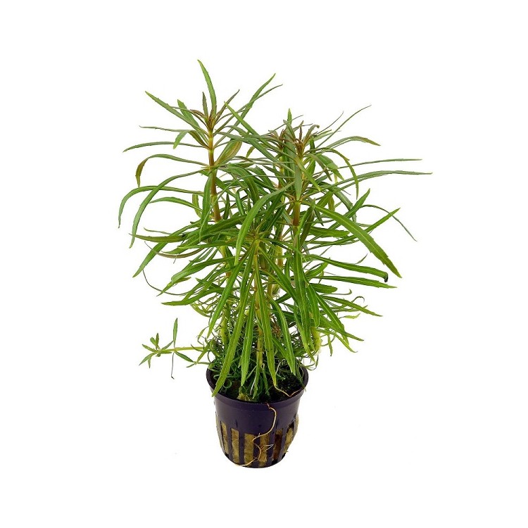 Planta acvariu Pogostemon quadrifolius (Octopus) Stoffels - imagine 3